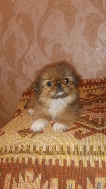 İtlər: Pekines, 3 ay, Dişi, Ünvandan götürmə