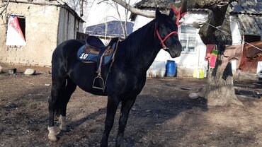 Лошади, кони: Продаю | Конь (самец) | Конный спорт — 7