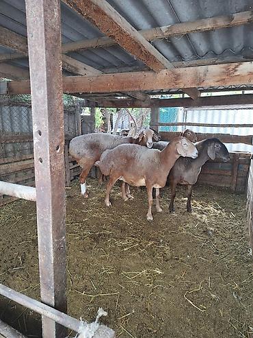 Продам с/х животных: Продаю | Овца (самка) | Полукровка | На забой | Матка — 2