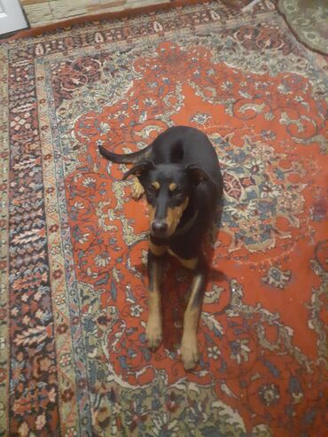 купить собаку малинуа: 5 ay, Dişi, Peyvəndli