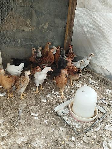 goyercinler satisi: 40gunluk colpalardi.Ozumuzde çıxıb.
30əded
Ünvan Şəki — 4