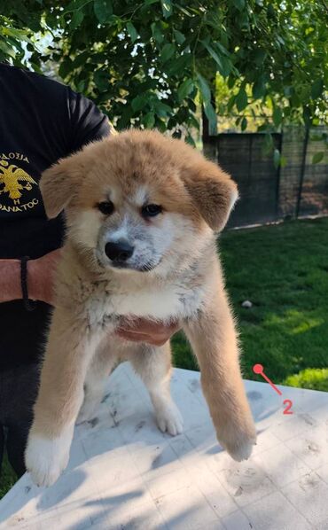Psi: Stenci Akita Inu (Japanska Akita) stari cetiri meseca, vakcinisani i — 4