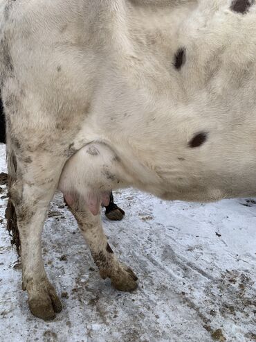 Коровы, быки: Продаю | Корова (самка) | Алатауская, Симментальская | На откорм, Для разведения, Для молока | После отела — 5