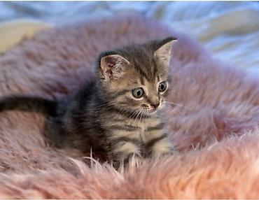 котята отдам: Отдам в хорошие ручки.Котята домашние, короткошёрстные. Особенности — 2