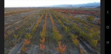 Продажа участков: 160000 соток, Для сельского хозяйства at lalafo.kg — 11 Продажа участков: 160000 соток, Для сельского хозяйства — 11