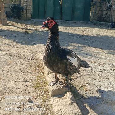 Ördəklər: Öz heyvanlarımdı qiymətləri fərqlidi çəkisinə və cinsinə görə — 3