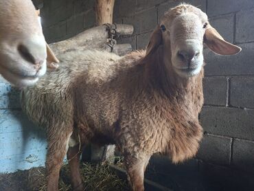 Бараны, овцы: Продаю | Баран (самец) | Арашан | На забой | Матка — 1