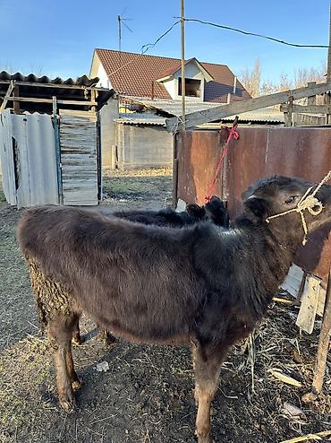 Коровы, быки: Продаю | Корова (самка), Тёлка | Полукровка, Алатауская | Для разведения — 2