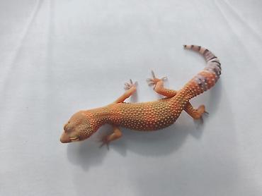 Зоотовары: Леопардовые гекконы (Eublepharis macularius) редких морф Элитный — 16