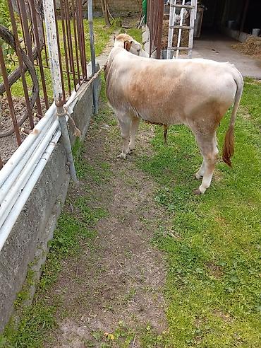 etlik cuceler: 7 aylıq erkək dana satıram 90 nan kox əti var sağlam yiyimgil maldı — 6