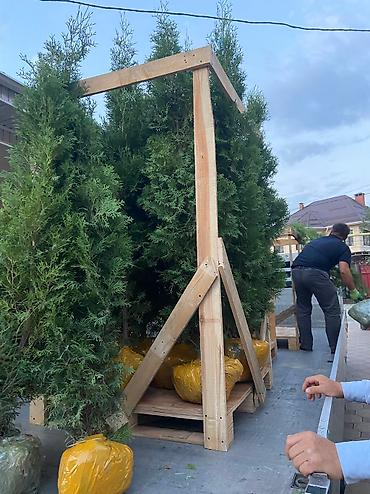 пересадка ели: 🌲 Пересадка и уход за хвойными растениями 🌲 Выкапываю и пересаживаю — 5