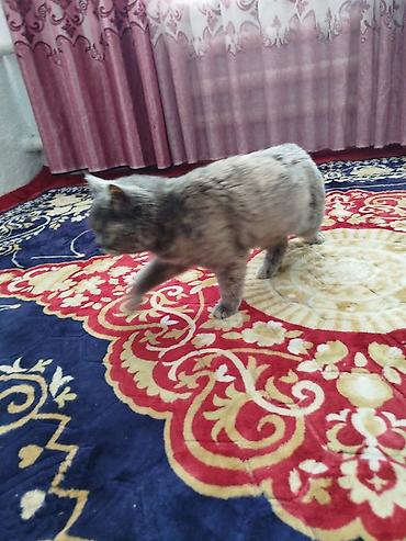 Ковры и паласы: Ковер Полиэстер — 7