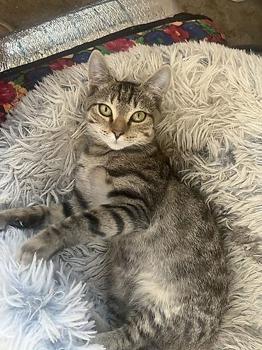 Продажа кошек: 🏡 КОТЯТА ИЩУТ ДОМ! 🐾❤️ Два замечательных малыша — чёрный котик и — 20