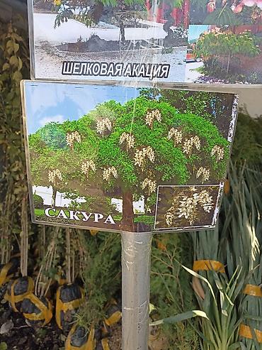 Виноград: Саженцы оптом и в розницу г.Бишкек доставка по городу Все виды — 12