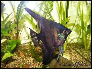 Рыбы: Skalyar Duble Dark