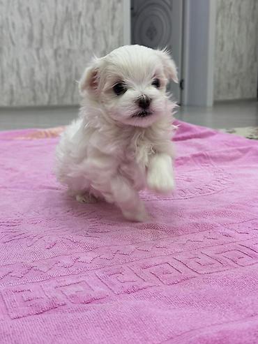 İtlər: Malta bolonka — 6