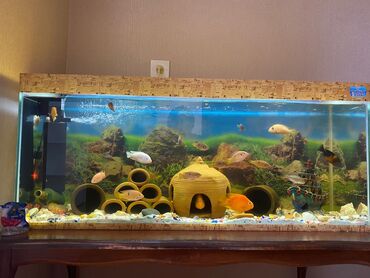 Akvariumlar: Qiymet 350 azn 120 litrlik akvariumduiçərisində xışnik türünə aid