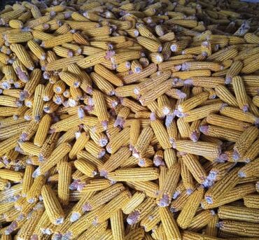 дробилка кукуруза: Семена и саженцы Кукурузы, Самовывоз