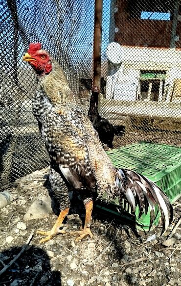 Xoruzlar: Təsvir:salam.hər heyvanın öz qiyməti var hamsını götüren olsa biraz — 3