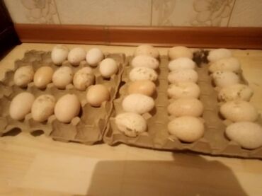 rmc 70 in Кыргызстан | ДРУГАЯ ТЕХНИКА ДЛЯ КУХНИ: Продаю | Инкубационные яйца | Для разведения