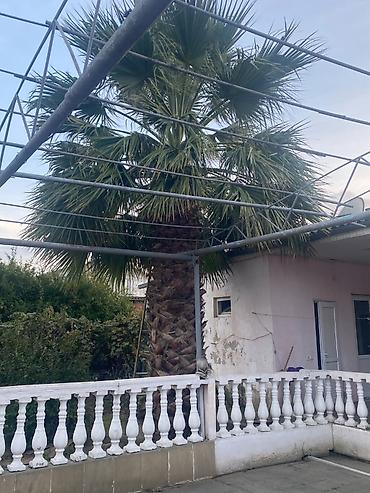 arpa qiyməti 2026: İri palma ağacı satılır 🌴 Həyət üçün iri, dekorativ palma ağacı — 1