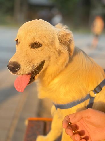 itlerin pulsuz verilmesi: Retriever, 5 ay, Erkək, Pulsuz çatdırılma — 6