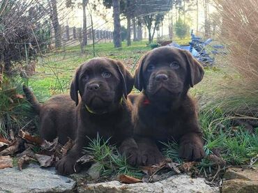 gps tracker za pse: Izuzetna cokoladna štenad Labrador retrivera oštenjena 2. novembra