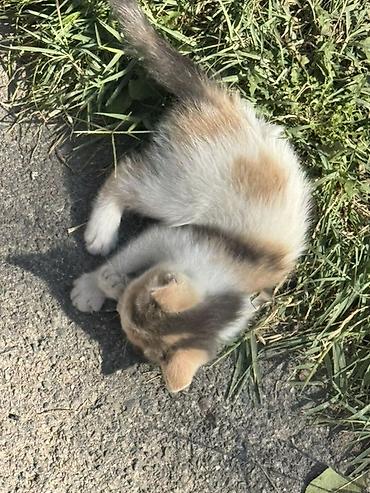 котята мэйн кун: Котята в добрые руки. Милые домашние котята разного окраса: рыжие — 5