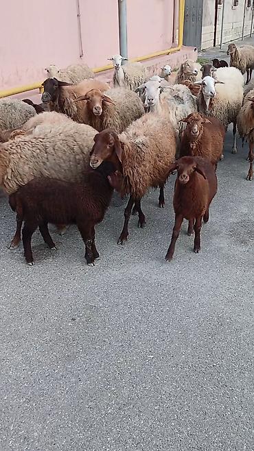 qoyun satişi: Salam. 16 ana bala 3 subay. kom sekilde satilir. etrafli z vuru — 6