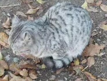 котен: Маленький серый котёнок, около 12 школы, может быть кто-нибудь