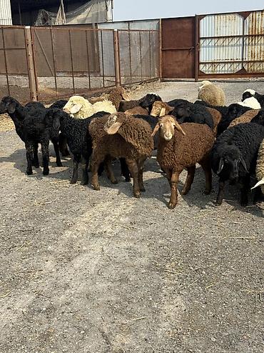 Баран, овца: Продаю | Овца (самка), Ягненок, Баран (самец) | Гиссарская, Полукровка, Меринос | На забой, Для разведения, Для шерсти | Племенные, Кастрированные, Осеменитель — 1