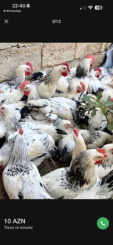 meşə toyuğu: 5 Ay Yarımlıq Xoruzlar. 30 Ədəd 5 Ay 10 Günlük Fərələr. Fərələr — 3