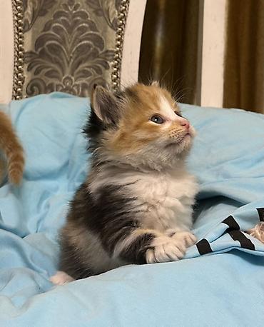 Продажа кошек: Лесная, 1 месяц, Мальчик, Рыжий — 10