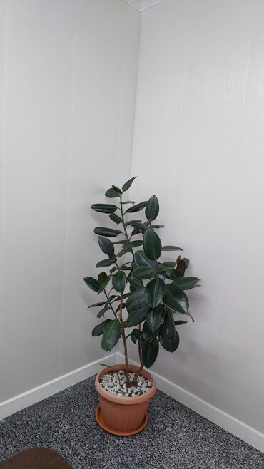 фикус с белыми листьями: Фикус Черный принц 
Высота 1,5м