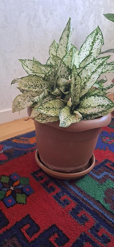 kalanxoe bitkisi: Ağ-yaşıl xallı yarpaqları ilə dekorativ otaq bitkisi – Aglaonema — 1