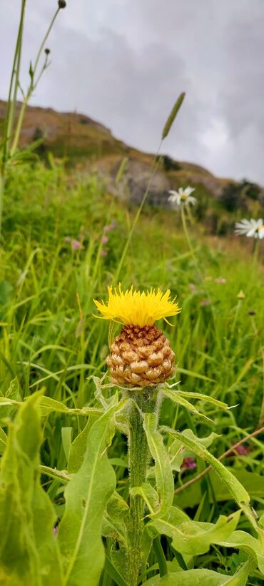 Bal: Müalicəvi Göyçay qaratikan balı 100% tam təbii baldır. Süzülmə bal — 14