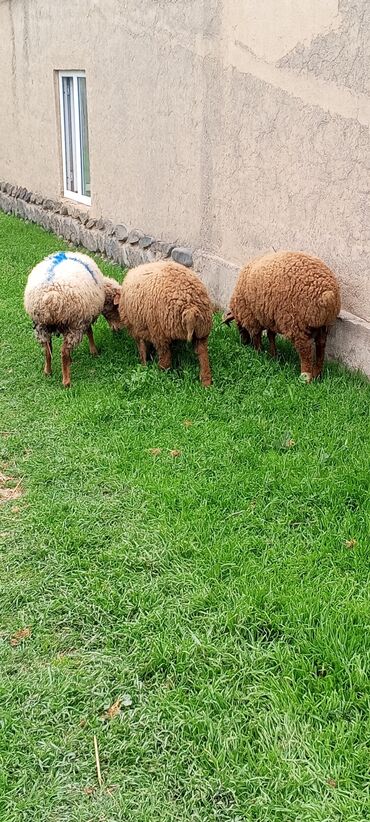 Qoyunlar, qoçlar: Assalamualekum Qusarda olur 2 erkek 1 diwi 840 mana bir yerde Yene