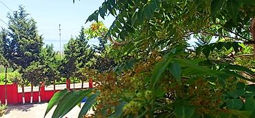 Günlük kirayə evlər: NABRANDA - Günlük Kirayə. ( Dəniz iIə üzbəüz Dənizə Panorama ) YAY — 23