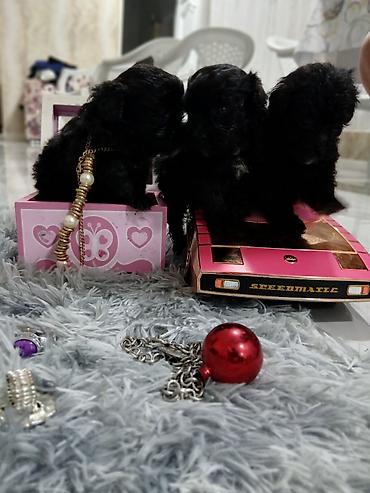 İtlər: Pudel, 2 ay, Dişi, Sənədli, Pulsuz çatdırılma — 5