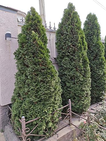 лесная красавица: Туя западная (Thuja occidentalis), форма — пирамидальная/колоновидная — 1
