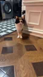 Pişiklər: Sekilleri cevirib baxin her biri ev pisiklerimdir pulsuz yaxsi baxana -da lalafo.az — 4 Pişiklər: Sekilleri cevirib baxin her biri ev pisiklerimdir pulsuz yaxsi baxana — 4