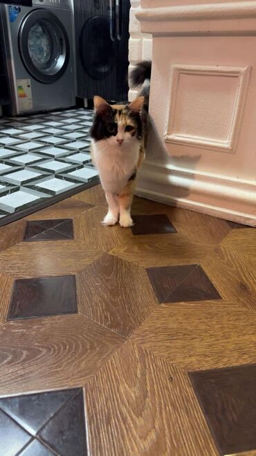 Pişiklər: Sekilleri cevirib baxin korpelikden mende evde boyuyen balalarim heer -da lalafo.az — 8 Pişiklər: Sekilleri cevirib baxin korpelikden mende evde boyuyen balalarim heer — 8