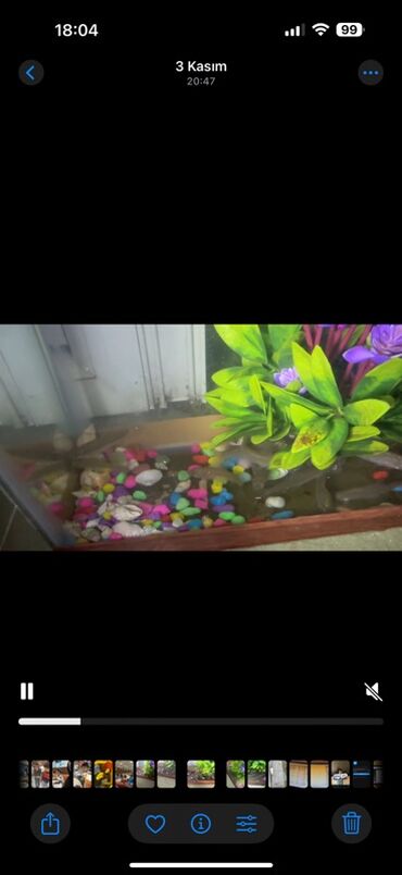 Akvarium aksessuar və ləvazimatları: Kütüm balıqlar yerim valaca oldugu üçün satoram 18-17 edəddir təcili — 10