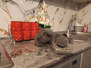 доберман цена баку: Шотландская, Самец, Самка at lalafo.az доберман цена баку: Шотландская, Самец, Самка