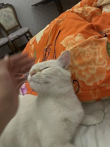 Отдам даром кошку: Белый домашний кот - Окрас: однотонный белый, розовый нос и ушки - — 4