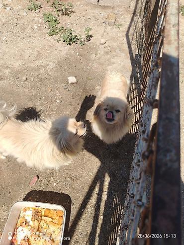 pulsuz it type 1: Pekines, 1 il, Erkək, Peyvəndli, Ünvandan götürmə, Ödənişli çatdırılma — 4