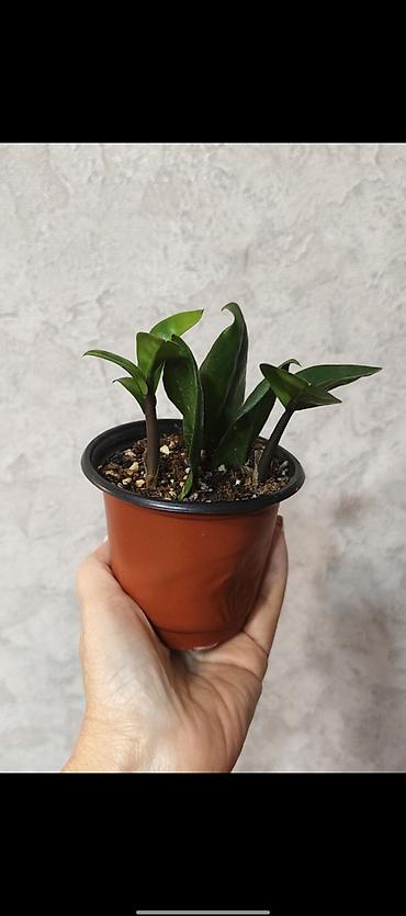 долларовый цветок: Замиокулькас (ZZ plant) в горшках,сорт Зэнзи и сорт Raven (черный) — 3