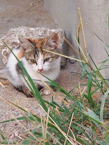 Pişiklər: Yaxşı əllərə -da lalafo.az — 6 Pişiklər: Yaxşı əllərə — 6