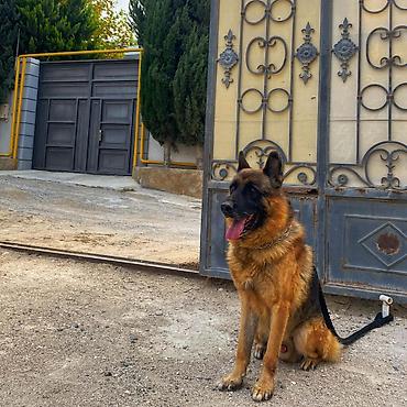 itlər bala: Alman çoban iti, 3 il, Erkək, Cütləşmə üçün — 4