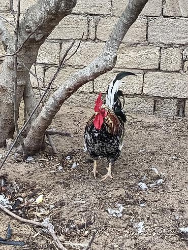 Xoruzlar: Məhsul: Safqan xoruzlar Təsvir:Təmiz qan Alman astralop cins — 8